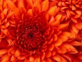 /album/fotogaleria/chrysanthemum-jpg/